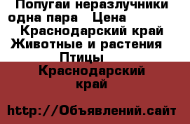 Попугаи неразлучники одна пара › Цена ­ 2 000 - Краснодарский край Животные и растения » Птицы   . Краснодарский край